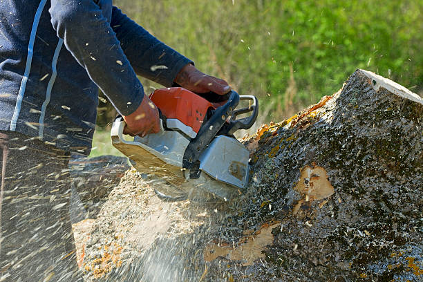 The Steps Involved in Our Tree Care Process in Goshen, AR